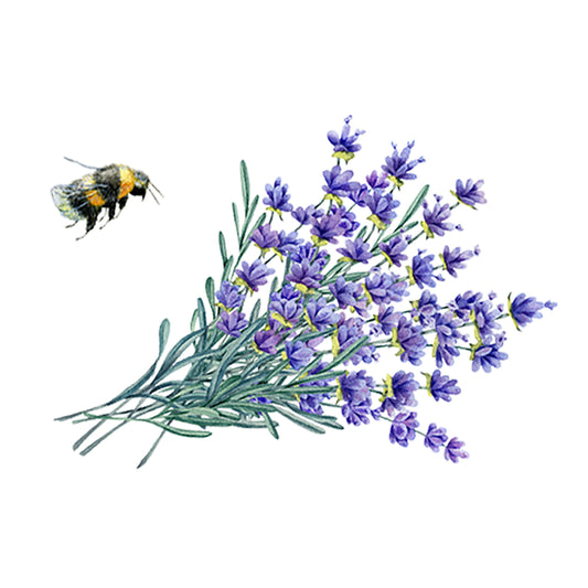 Lavender Essential Oil