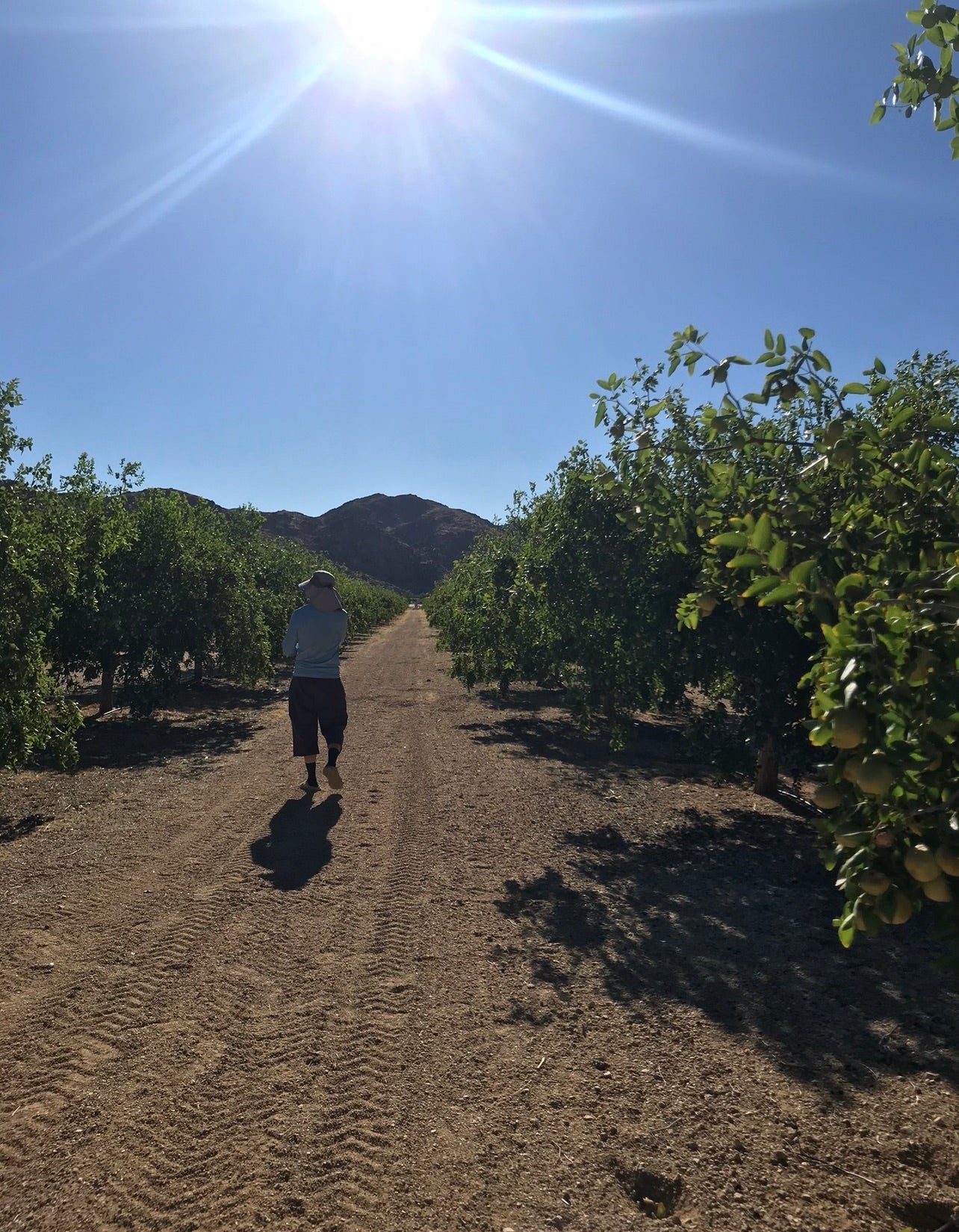 Organic California Jujubes